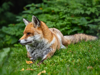 Red Fox Laying Down in the Grass