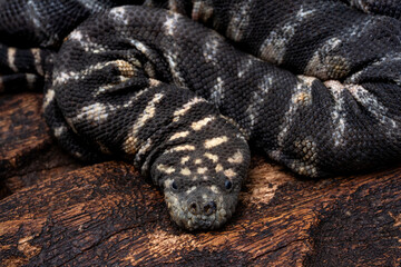 The elephant trunk snake (Acrochordus javanicus), is a type of water snake endemic to the Indonesian archipelago.