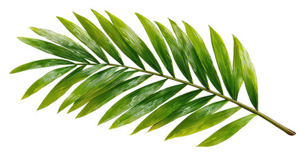 Fototapeta premium A vibrant green palm leaf with a dark background