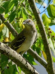 A Northern Mockingbird perched in a tree.
