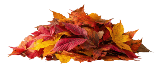A vibrant pile of fallen leaves in autumn hues of red, yellow, and orange against a black background