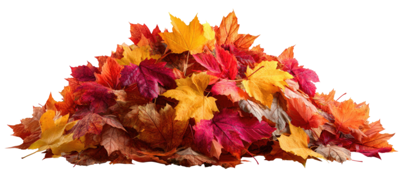 A colorful pile of autumn leaves, showcasing hues of yellow, orange, and red against a black background