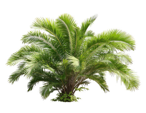 A vibrant, digitally isolated cycad plant with feathery green fronds and a dark, textured trunk