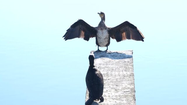 open wings cormorant on the pier