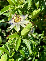 Passionflower blooming among green leaves