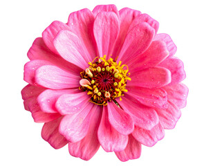  Close-Up Macro of Bright Pink Zinnia Blossom with Dewdrops transparent background.