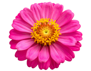  Pink Zinnia Flower Macro with Radiant Petals and Golden Core transparent background.