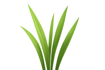 Obraz premium Green grass blades growing upwards, isolated natural plant on transparent background simulating new life and freshness