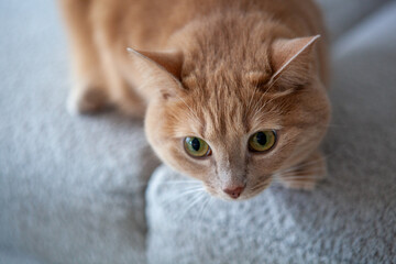 An orange cat with bright eyes is peering closely at a soft grey surface. It seems intrigued by its surroundings in a warm indoor setting