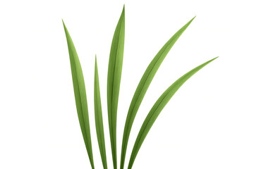 Obraz premium Green grass blades growing upwards, natural fresh spring foliage, isolated plant on transparent background