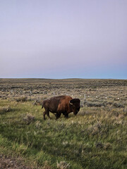 Bison walking in the prairie during blue hour - Montana
