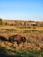 Bison in the autumn scenery during sunrise - Montana