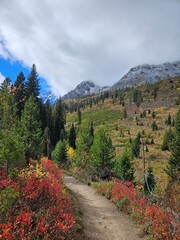 Autumn colours in Grand Teton 