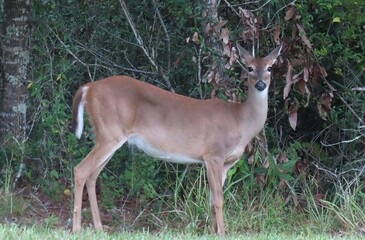 Young roe deer in the woods in Florida wild, closeup
