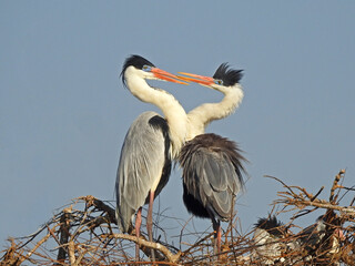 Great heron couple