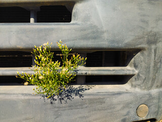 Erigeron canadensis, Medicinal plant