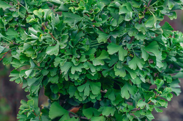 Ginkgo biloba leaves in shape of fan on branches of tree. Blurred backdrop. Homeopathy, supplements.