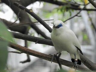 Bali myna, also known as the Bali starling (Leucopsar rothschildi). It is a critically endangered bird species endemic to the Indonesian island of Bali. 
