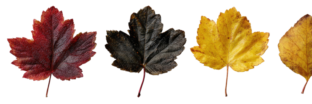 Four differently colored, detached leaves arranged in a row against a stark black background