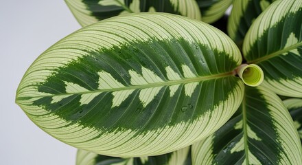 Striking Foliage Plant with Variegated Leaves and Green Patterns