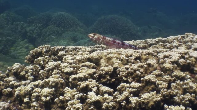 A lizardfish patiently waits on a vibrant coral reef in the Philippines during daylight hours, blending perfectly with its surroundings.