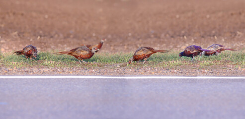 The serene calm of pheasants eating grass on the side of the highway...