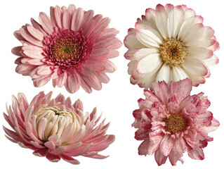 Four delicate gerbera daisies bloom with pink, white, and speckled petals, arranged on black