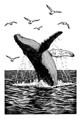 Detailed sea landscape with humpback whale breaching and seagulls Black and White Outline Line Art Drawing