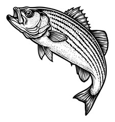 Striped Bass Fish Dramatic Jump Action Black and White Outline Line Art Drawing Vintage Illustration