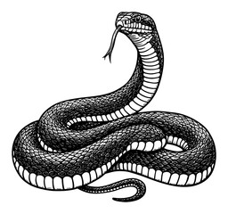 Fototapeta premium Aggressive Coiled Snake with Tongue Out Black and White Outline Line Art Drawing Vintage Engraving Style
