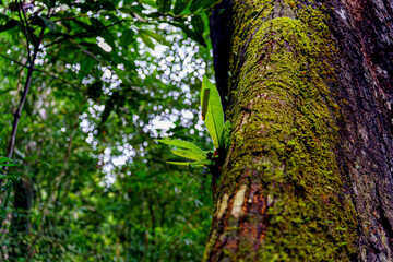 Obraz premium tropical rainforest with big trees