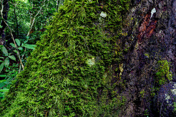 Fototapeta premium tropical rainforest with big trees