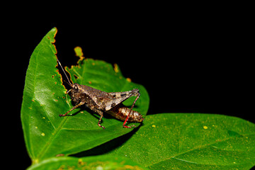 tropical rainforest with grasshopper