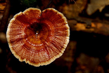 microporus xanthopus mushroom growing on decaying wood in the tropical forest