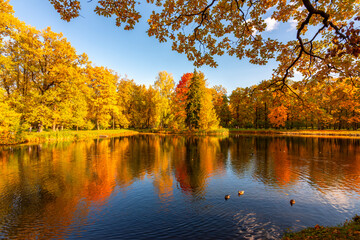 Autumn foliage in Alexander park, Tsarskoe Selo (Pushkin), St. Petersburg, Russia