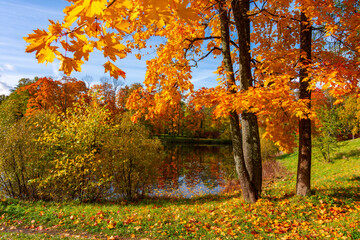 Autumn foliage in Alexander park, Tsarskoe Selo (Pushkin), St. Petersburg, Russia