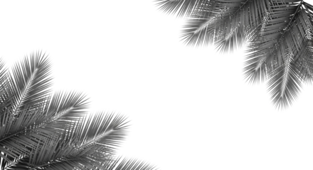 Closeup of palm tree fronds against a stark transparent background, suggesting a tropical or vacation theme