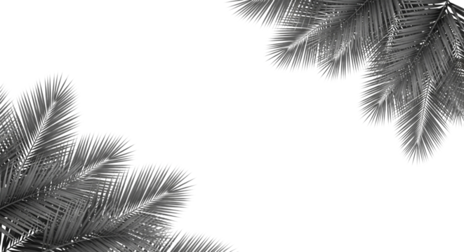 Closeup of palm tree fronds against a stark transparent background, suggesting a tropical or vacation theme