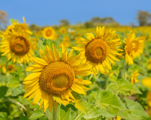 field of sunflowers