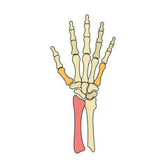 Simple Human Hand Bones: Detailed Anatomical Diagram for Study
