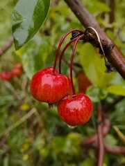 Wild apples and drops of water