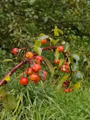 Wild Red apple bench 