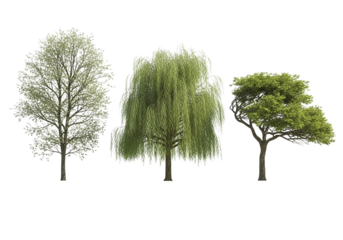 Three different types of trees, including a deciduous tree, a weeping willow, and a coniferous tree, isolated on transparent background
