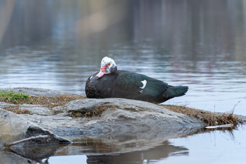 Large bird of muscovy duck on stone in city lake. Black musk with greenish plumage in wildlife. Domestic bird of cairina moschata. Portrait poultry water duck in pond. Barbary duck with red nasal.