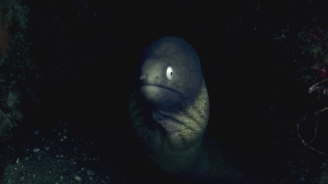 Explore the depths of the ocean after sunset. Watch as a moray eel emerges from its reef in the Philippines. A truly unique underwater encounter.