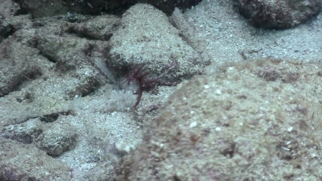 Filmed during daytime in Anilao, Philippines. A small ornate ghost pipefish rests on a sandy seabed amongst rocks, camouflaged against the grainy surface.