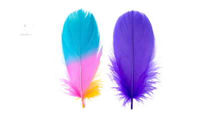 Colorful Soft Feather Bundle – Two Vibrant Variations Isolated on Transparent Background