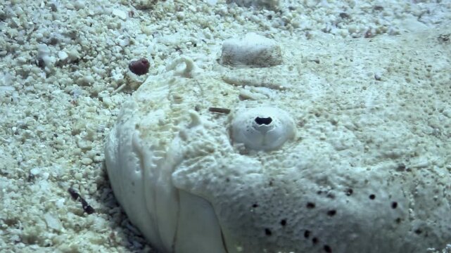 Observe this unusual sandfish wriggling underneath the sand near Anilao, Philippines. Beautiful details show on this unique creature during the daytime.