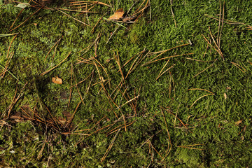 Texture of moss and fallen needles of pine. Wet surface of the ground with moss in autumn.