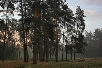 Obraz premium Misty evening forest. Rainy, foggy night in the forest. Tall pine trees in evening forest.